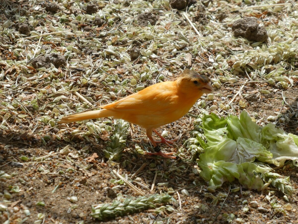 Prodám kanáry a zebřičky
