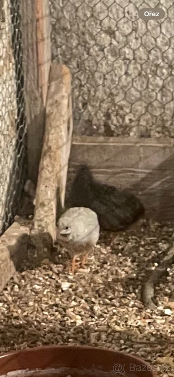 Křepelky činské letošní