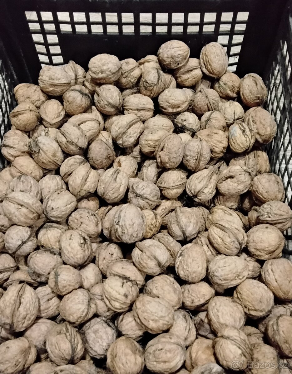Vlašské ořechy
