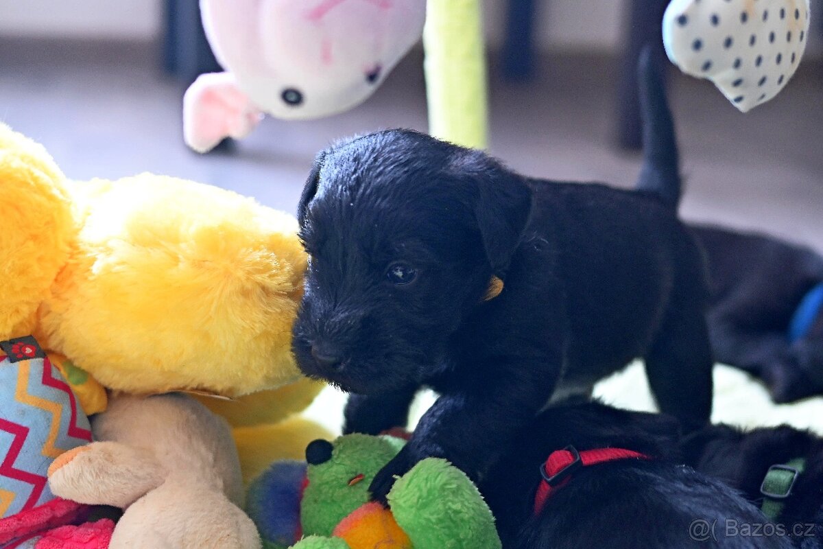 Knírač střední černý