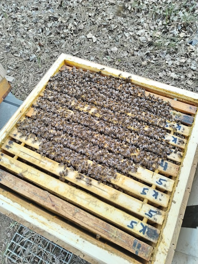 Prodám vyzimovaná včelstva 39×24