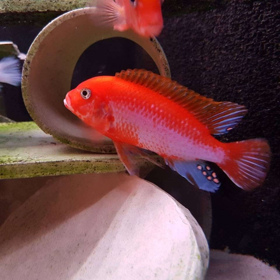 Labidochromis sunflower