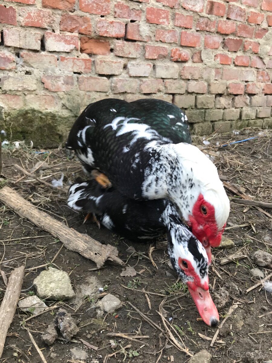Násadová vejce kachna pižmová