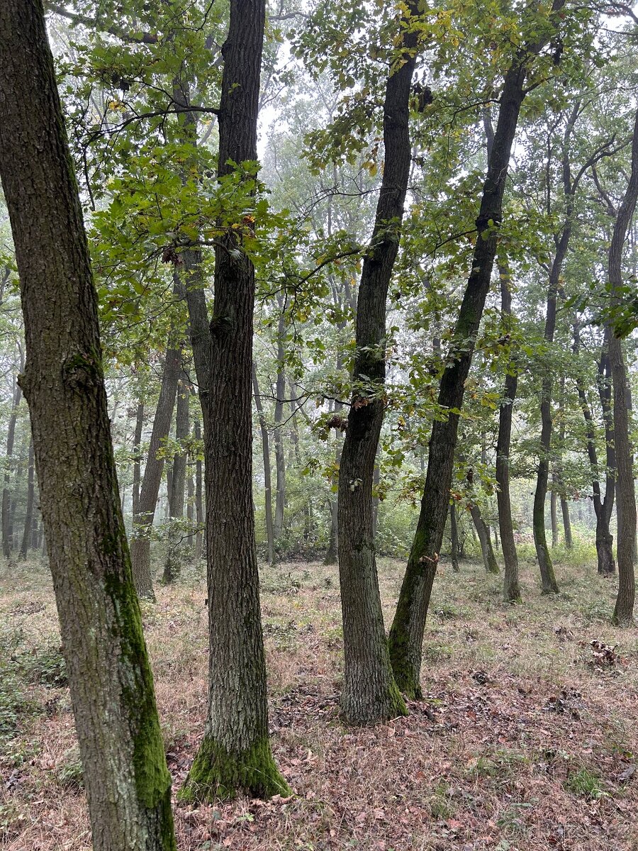 Lesní pozemek Boleradice
