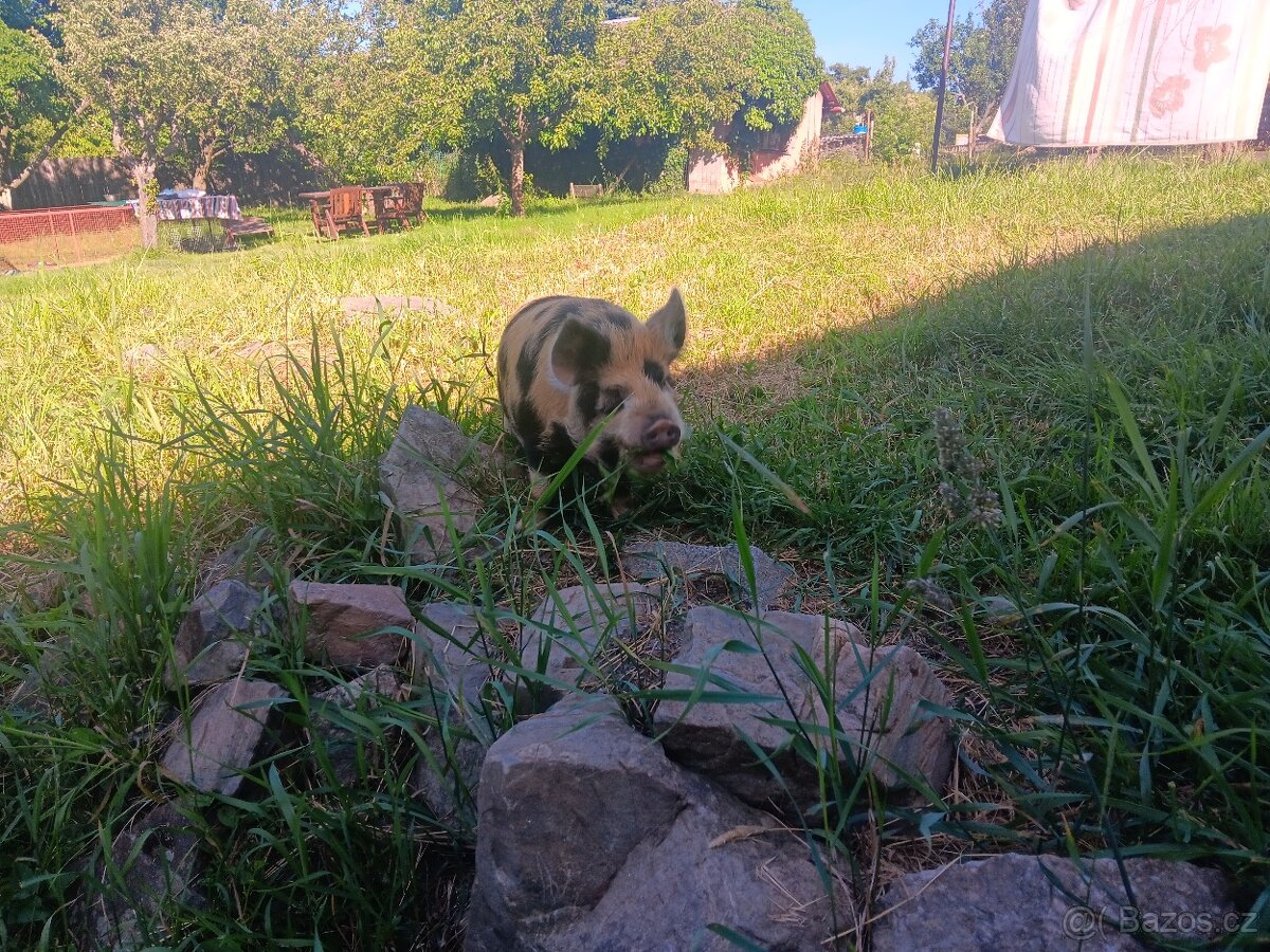 kune kune kaneček