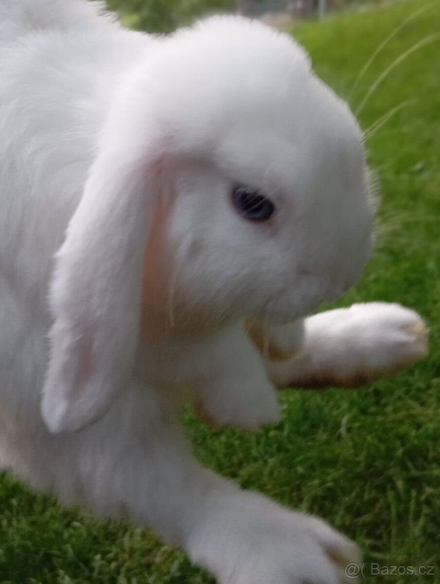 Králíci