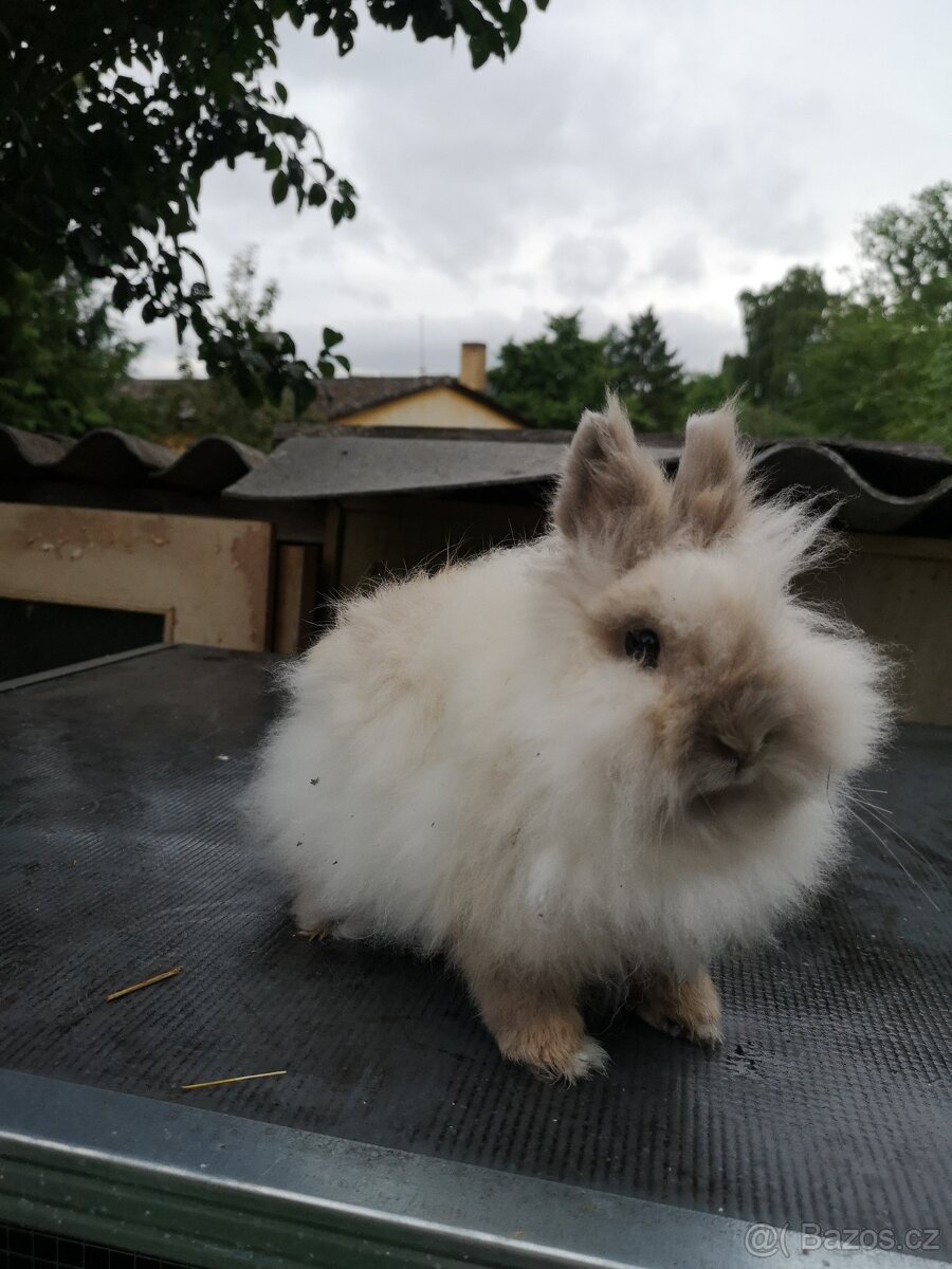 Zakrslý králík