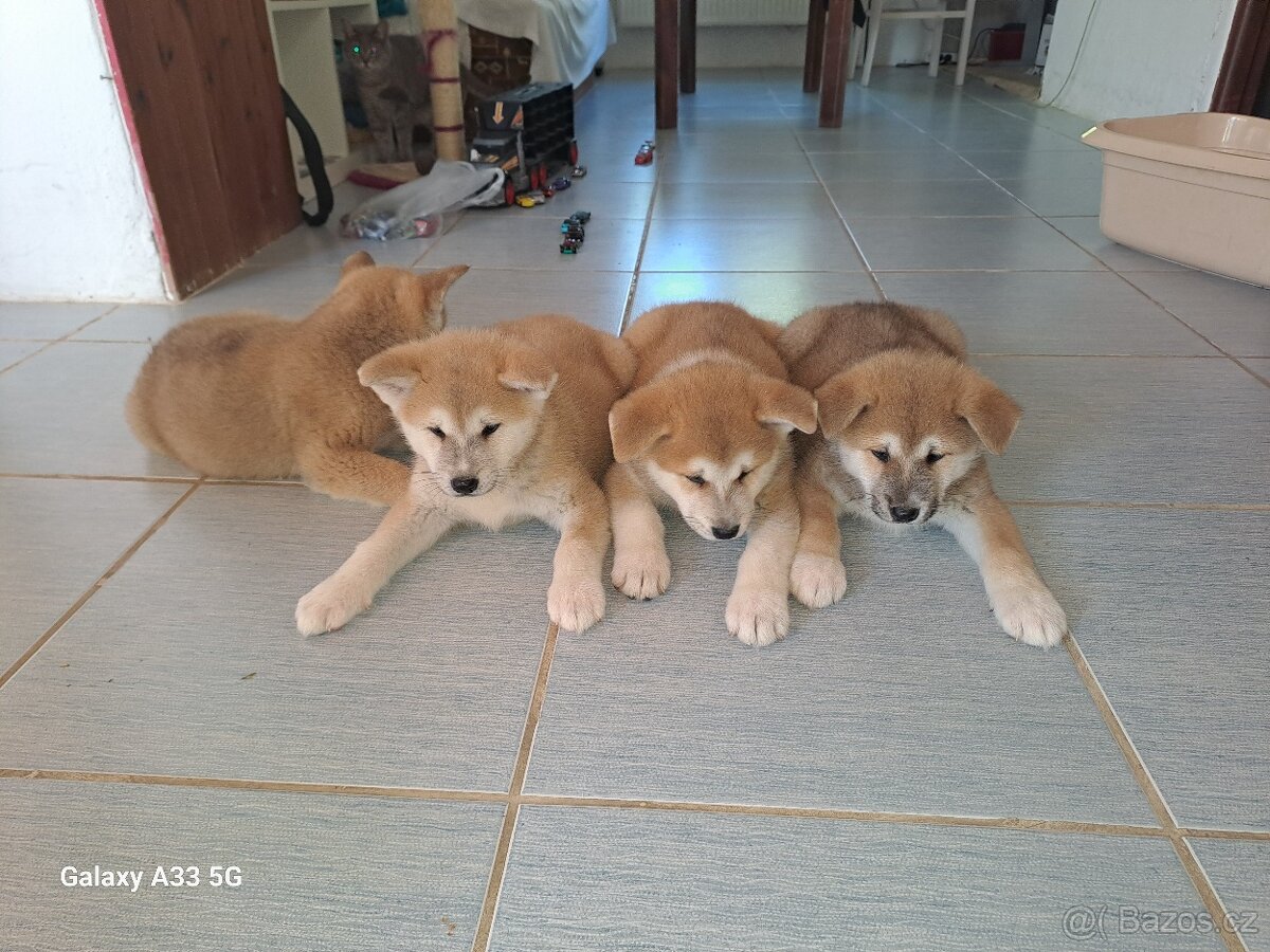 Akita Inu mám holky i kluky inz platí do smazání
