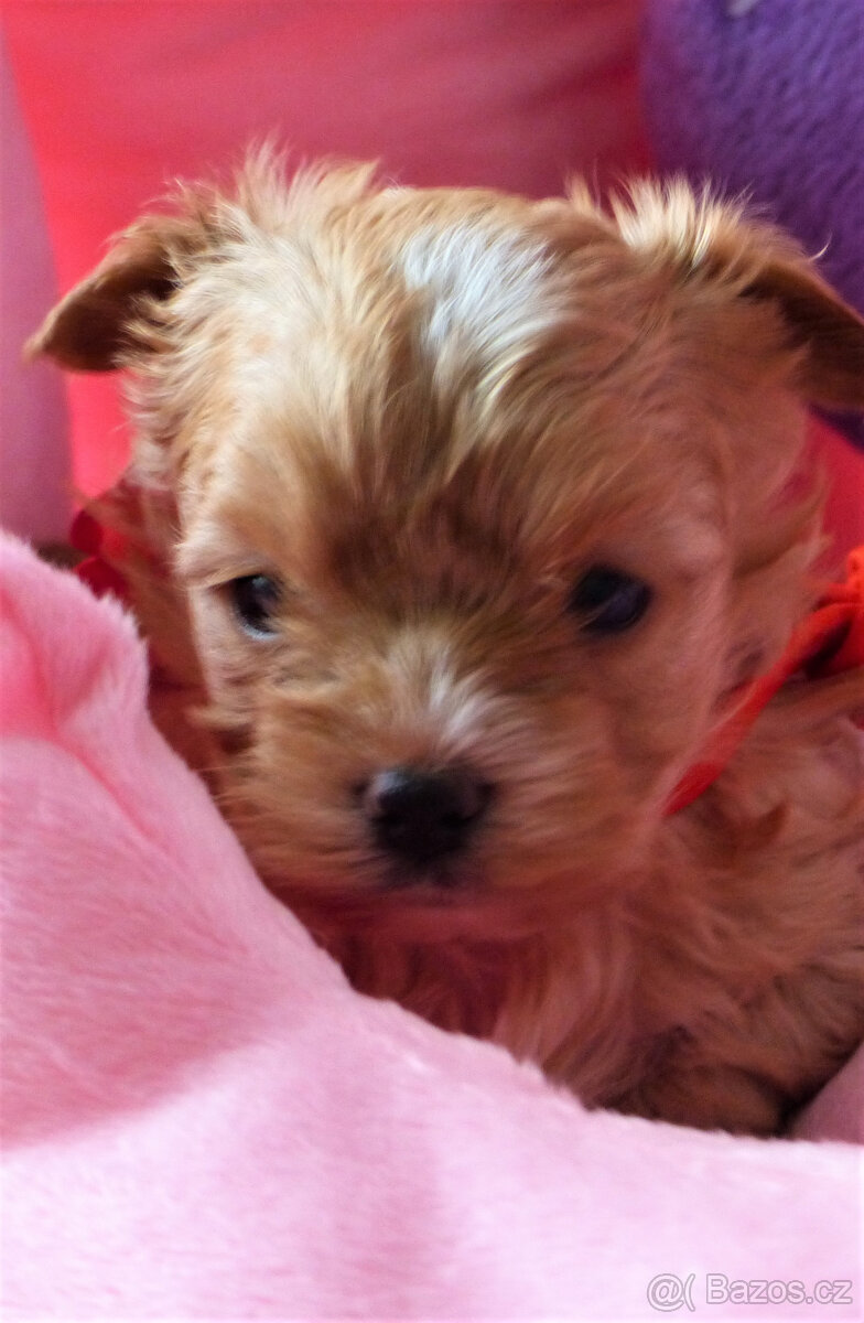 Luxusní holčičky golddust s PP- blondýnky jorkšírský terier