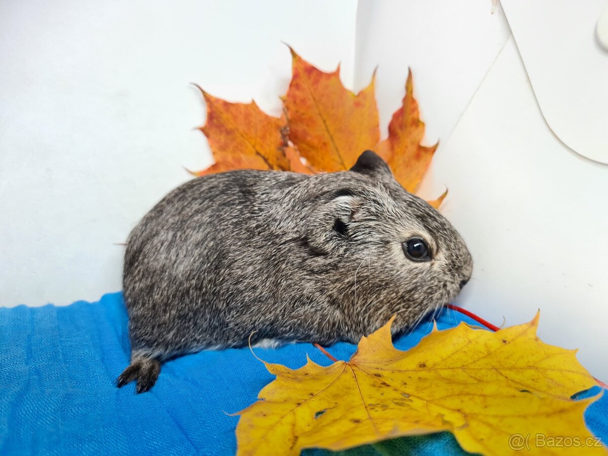 Sameček morče, Pp, již k odberu