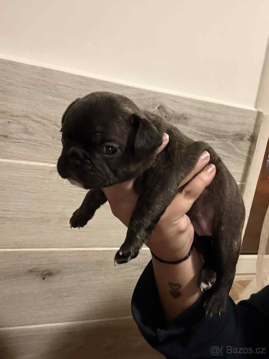 Francouzský buldoček