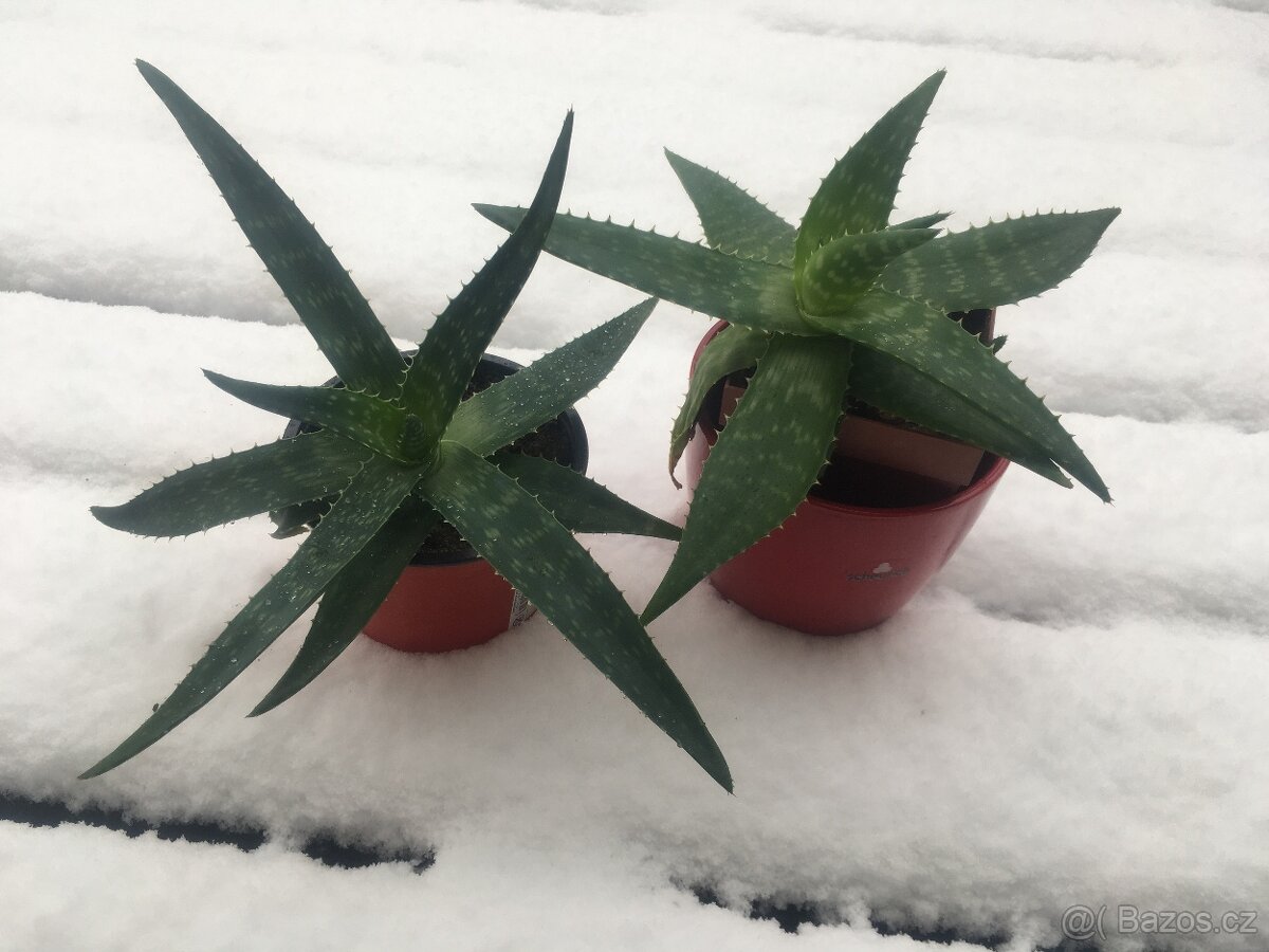 Aloe vera pravá