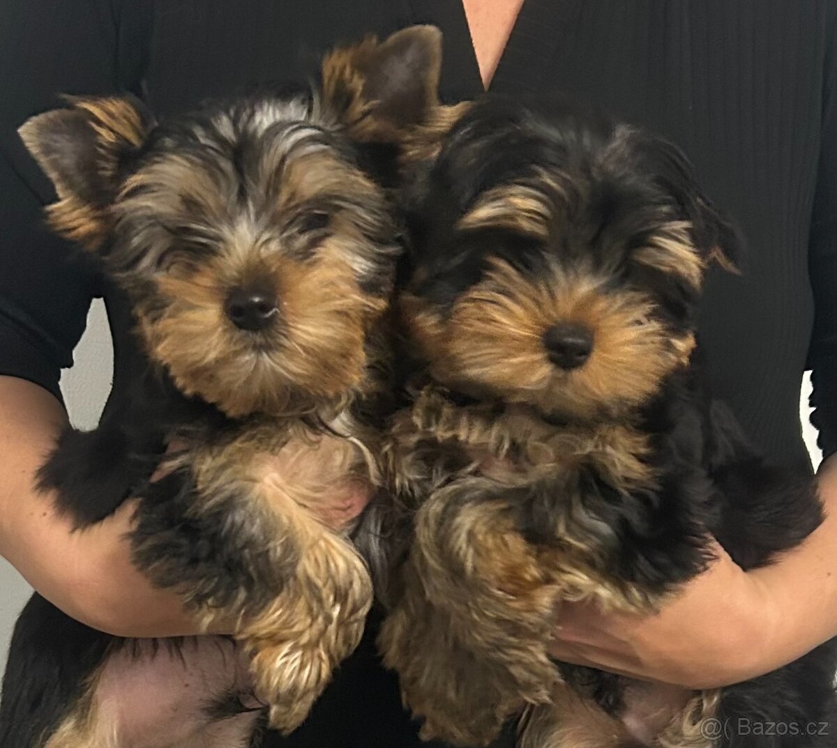 Jorkšírský teriér s PP FCI štěně kluci ihned k odběru