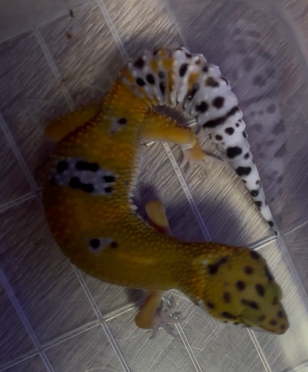 Gekončík noční 2.0 Tangerine 35g