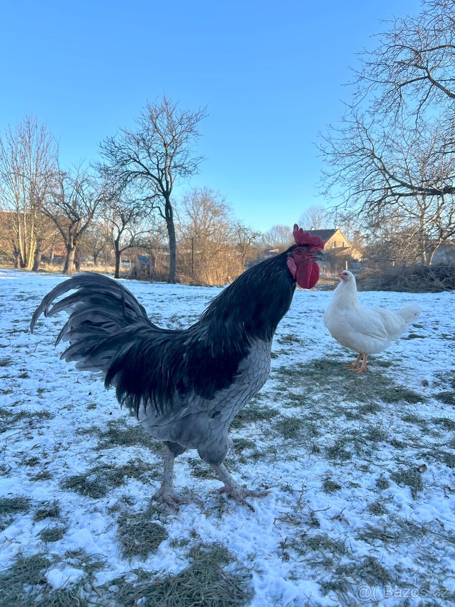 Kohouti, kohout na chov