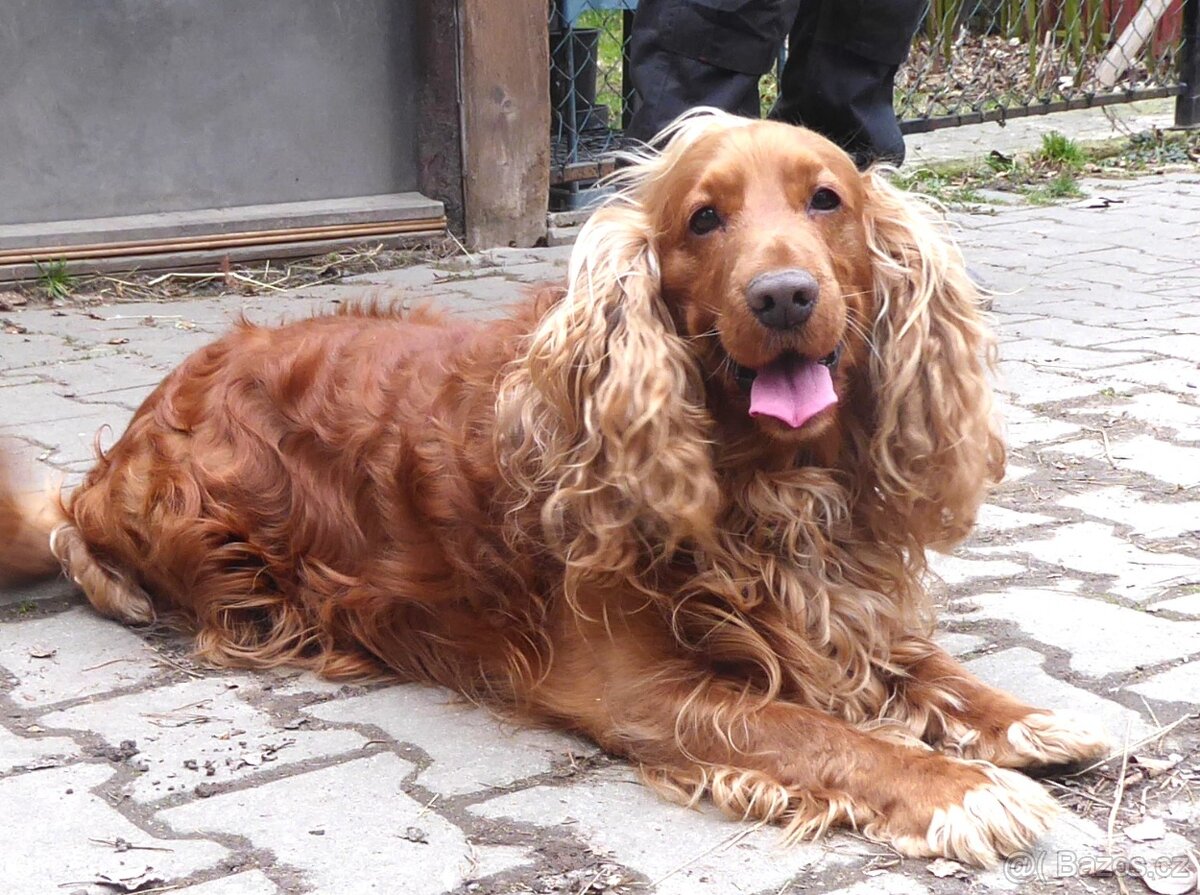 Zlatý kokršpaněl - daruji