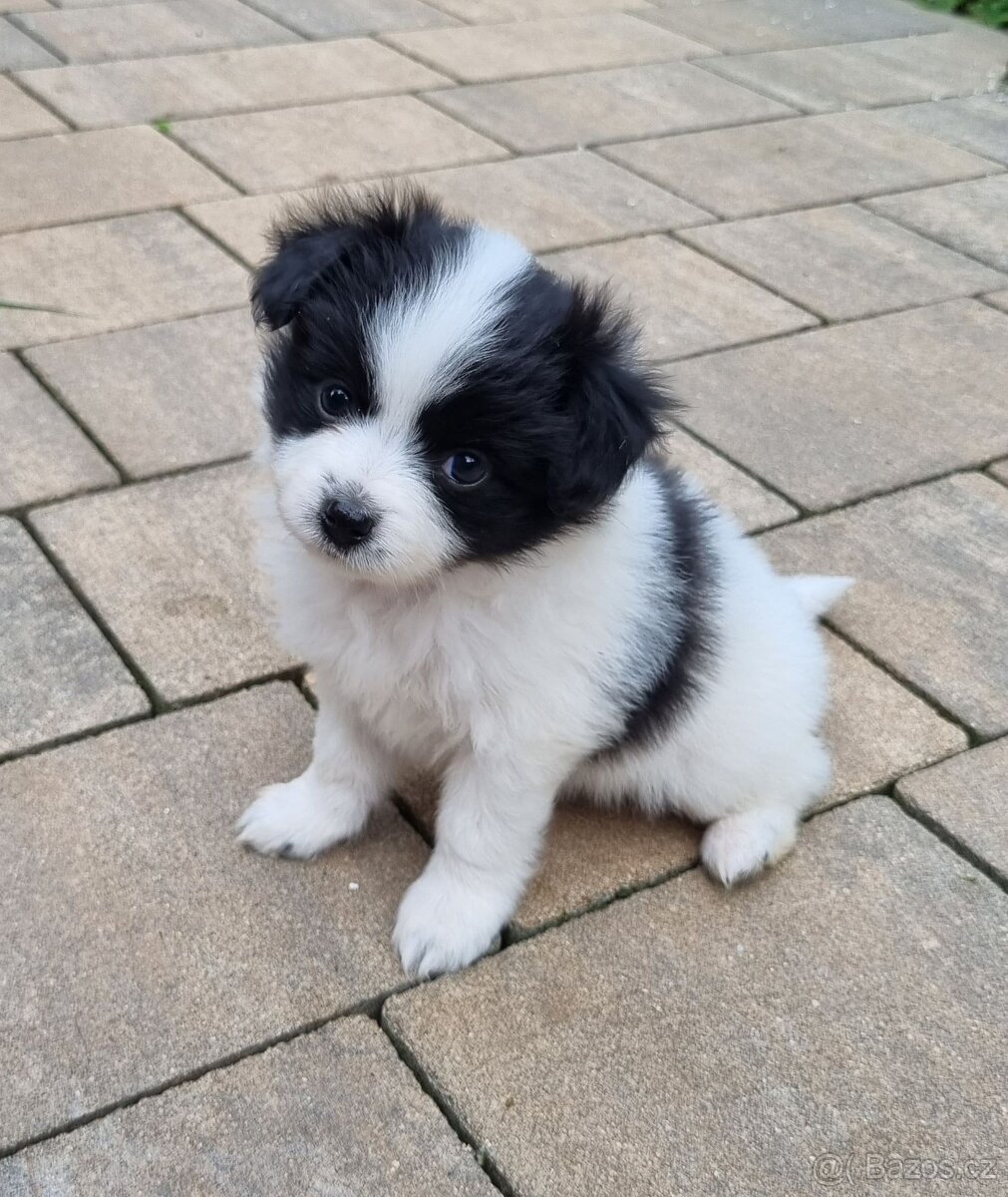 Papillon/Pomeranian