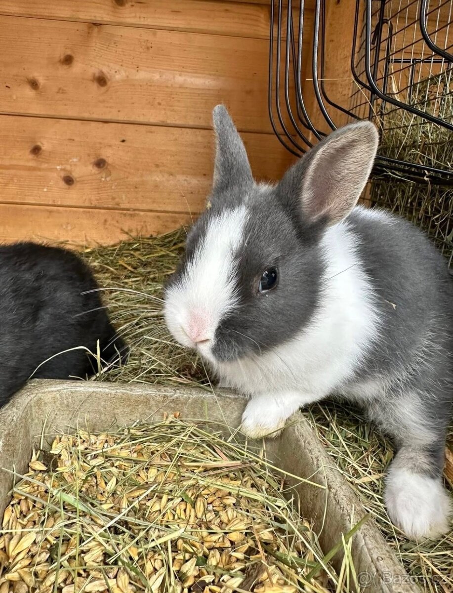 Králíčci, králík