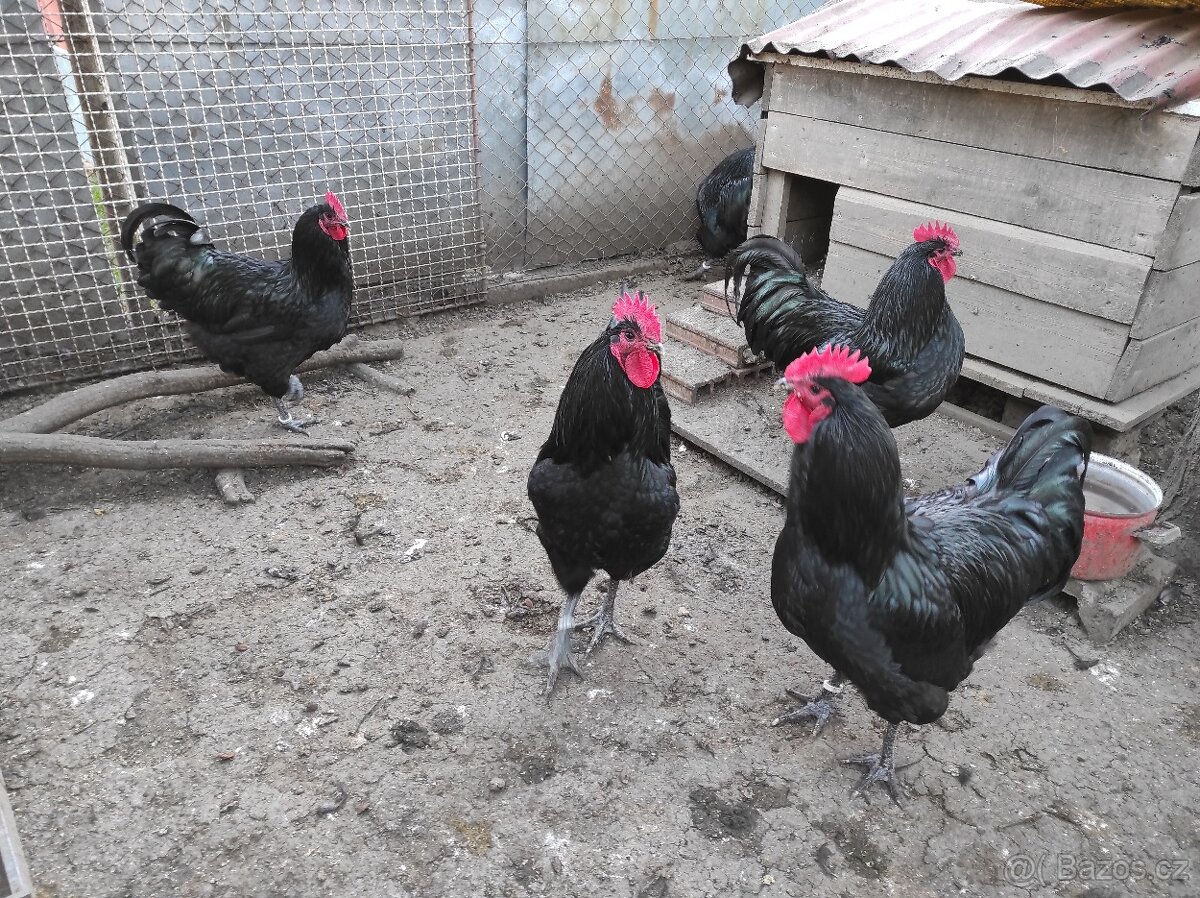 Australka velká černá