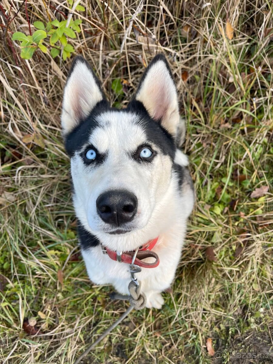 HUGO - Sibiřský husky - štěně 7 měsíců
