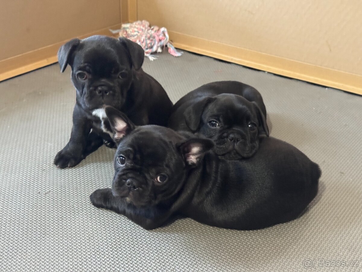 Francouzský buldoček, tři fenečky hledají domov.
