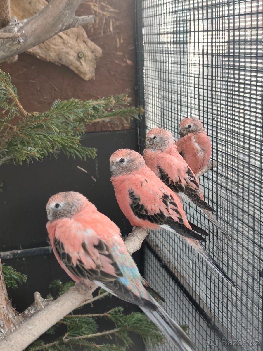 Neoféma bourek růžová