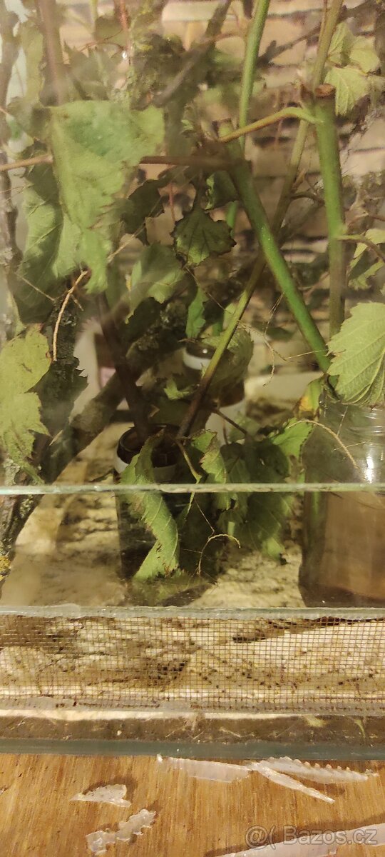 Strašilka - ramulus nematodes