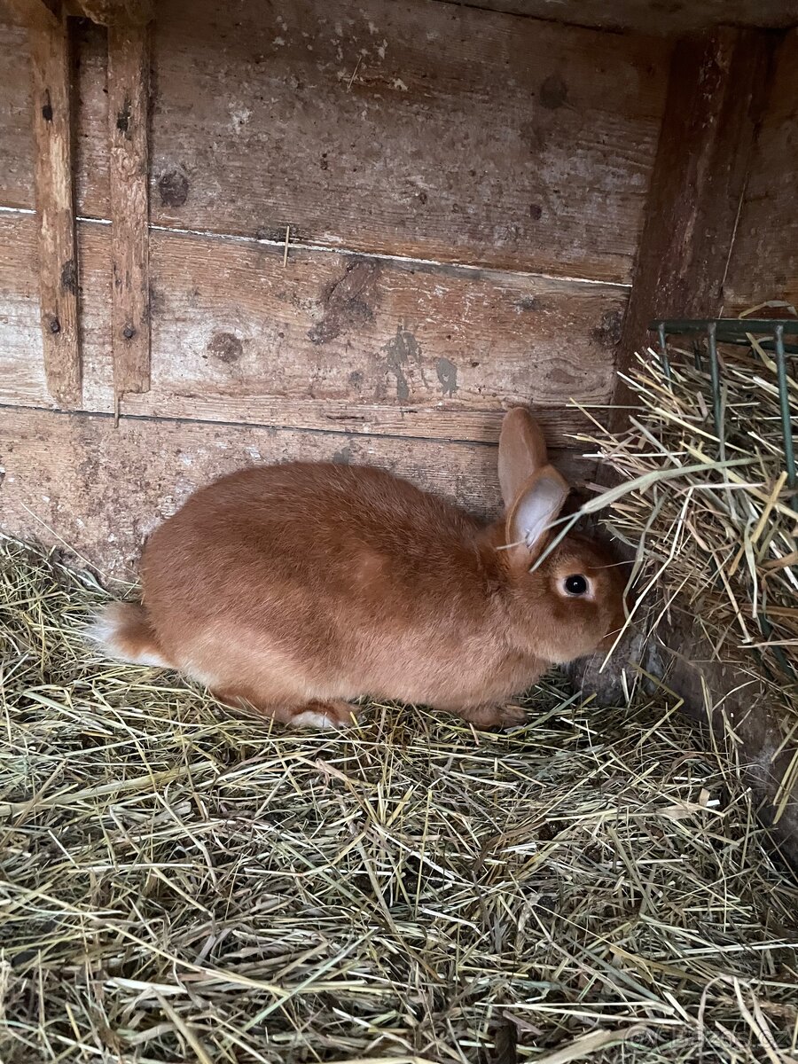 Králík - samec i sanice do chovu