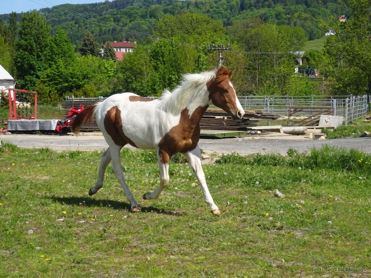 Prodám hřebečka APH