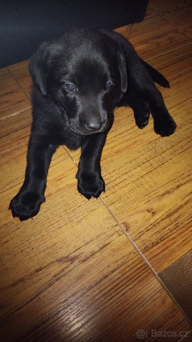 Labradorský retrívr (štěně)