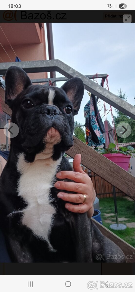 Francouzsky buldocek kryti