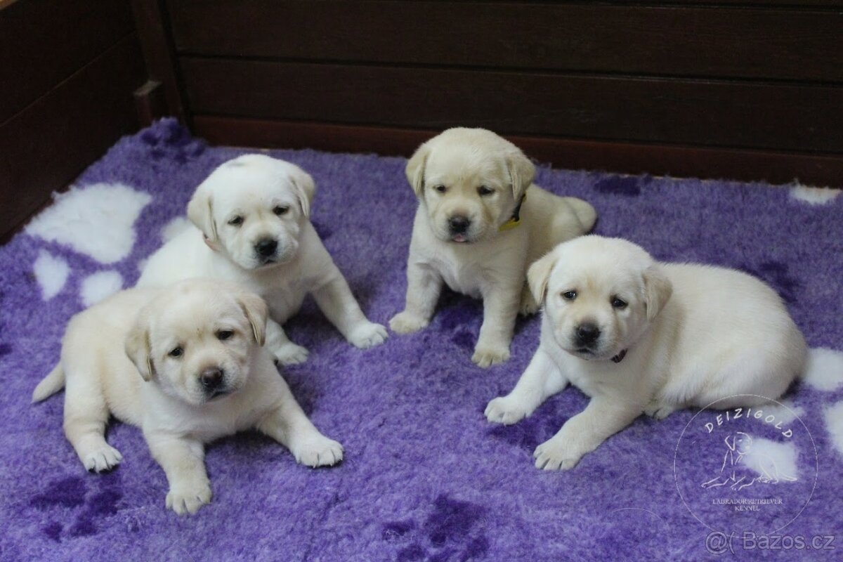 Labrador retriever  s rodokmeňom pôvodu