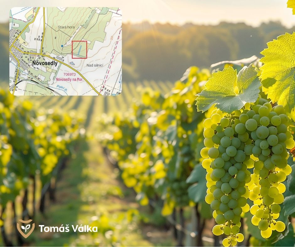 1ha vinice v atraktivní vinařské oblasti – Novosedly