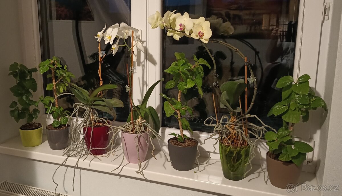 Ibišek - Hibiscus rosa, Orchidej - Phalaenopsis