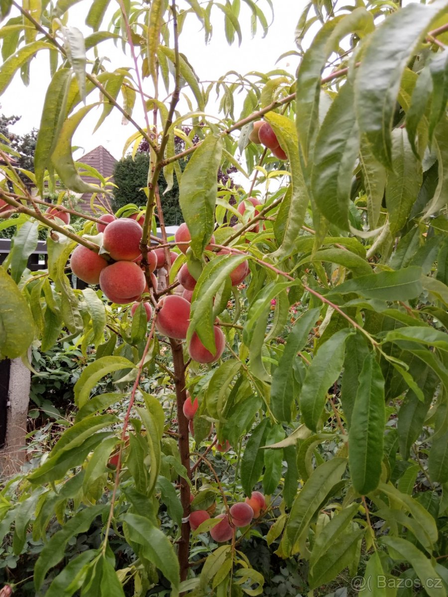 Broskvoně rezistentní na kadeřavost JAYHAVEN, AVALON PRIDE,B