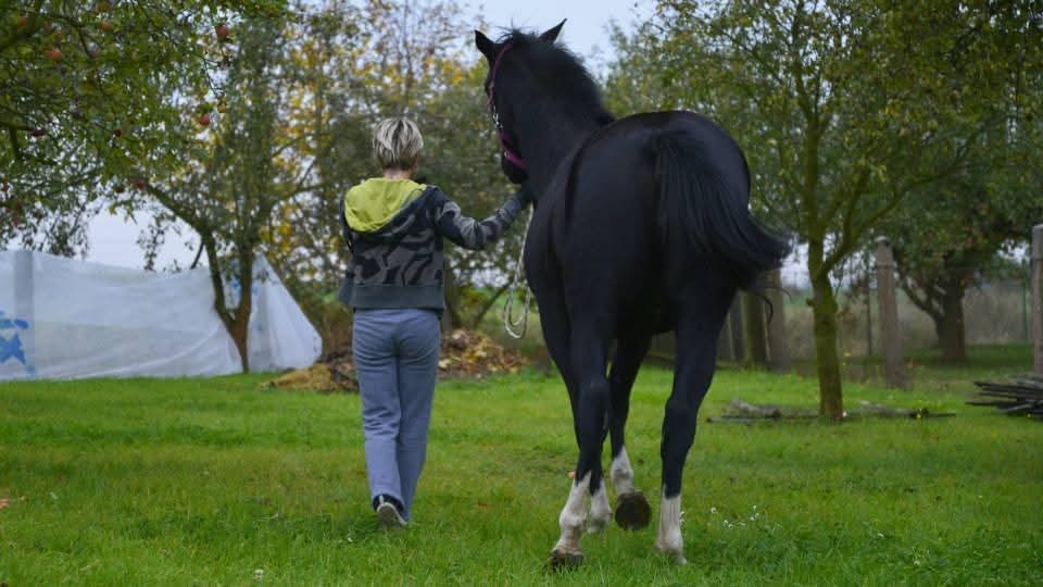 Hledám parťáka ke koním