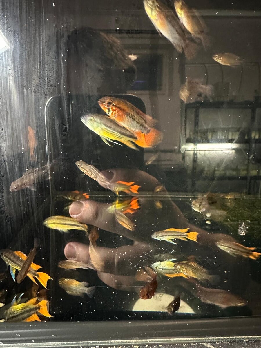 apistogramma viejita