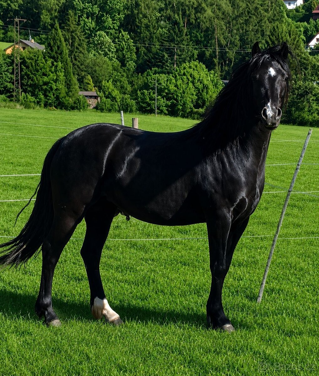 Klisna Welsh Pony of Cob Type