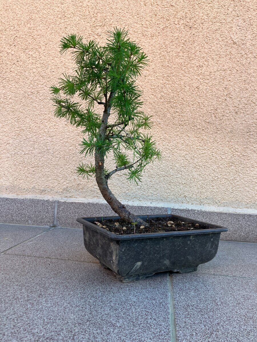 Bonsai, Bonsaj, modřín opadavý