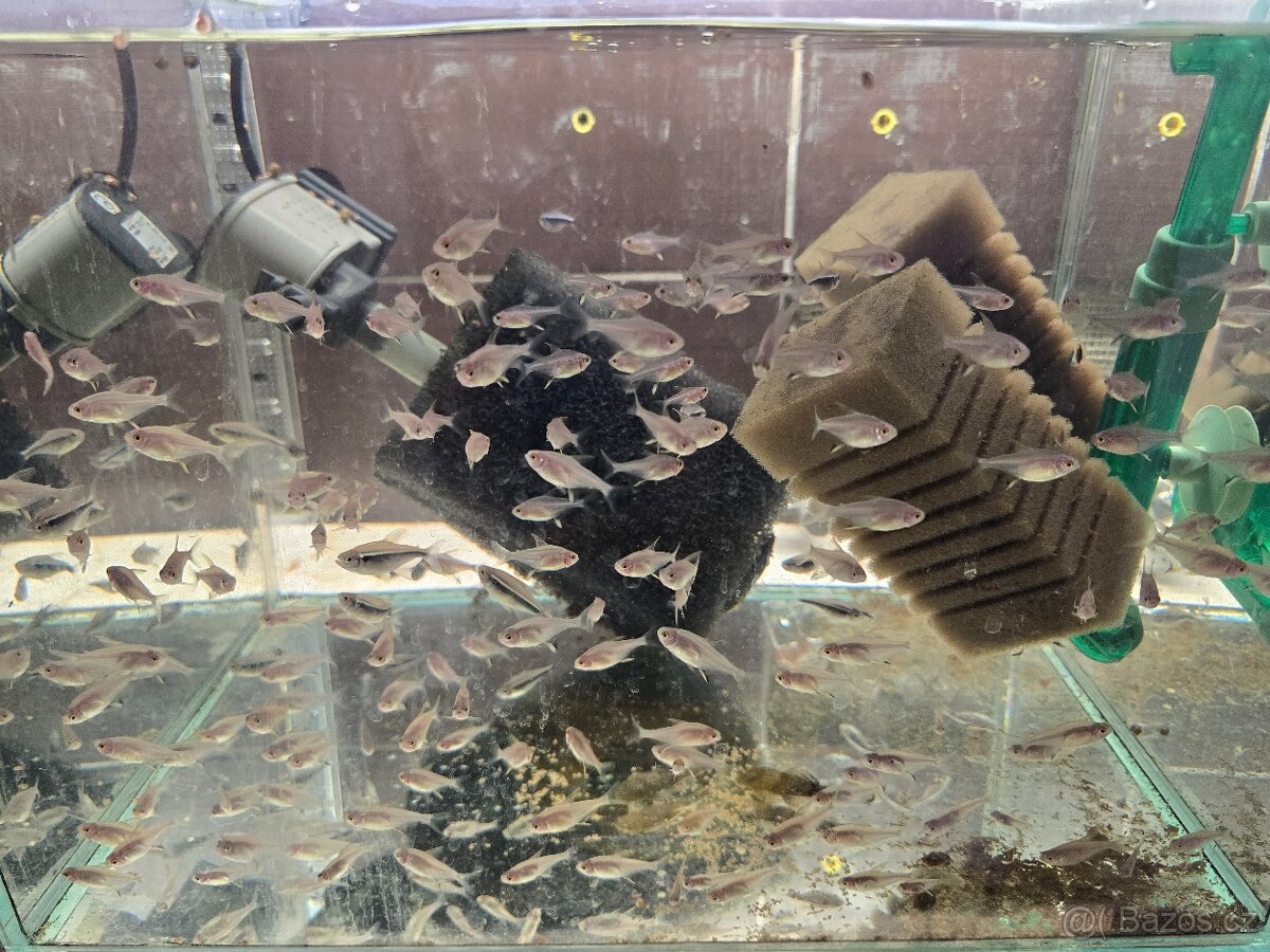 Tetra citronová