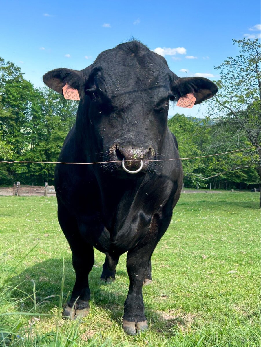 Angus Aberdeen - čtvrtě