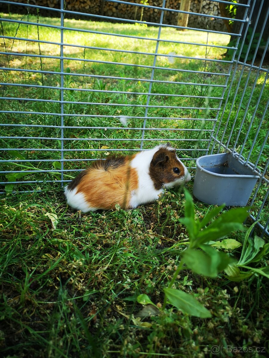 Morčátka