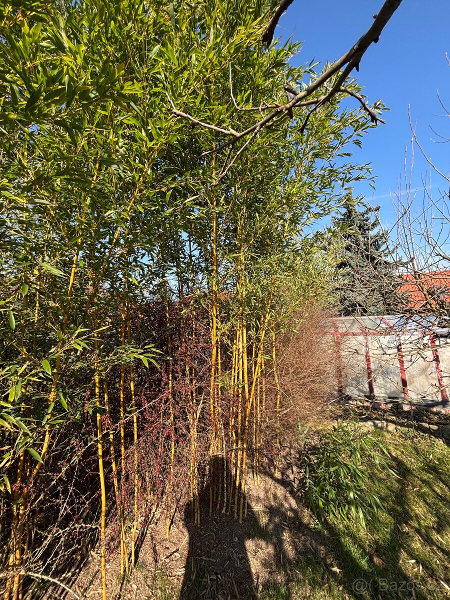 Mrazuvzdorný bambus (Phyllostachys aurea) sazenice