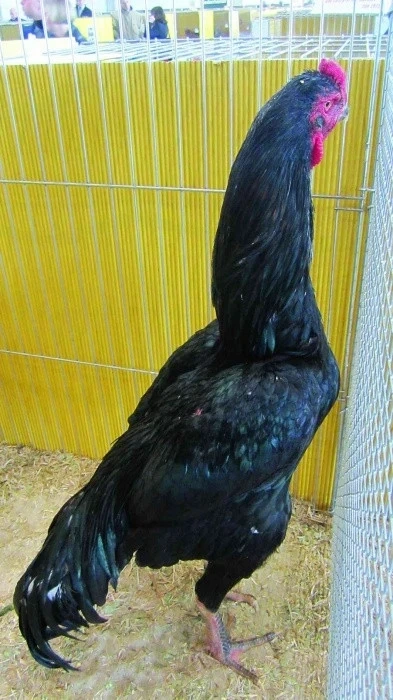 Shamo