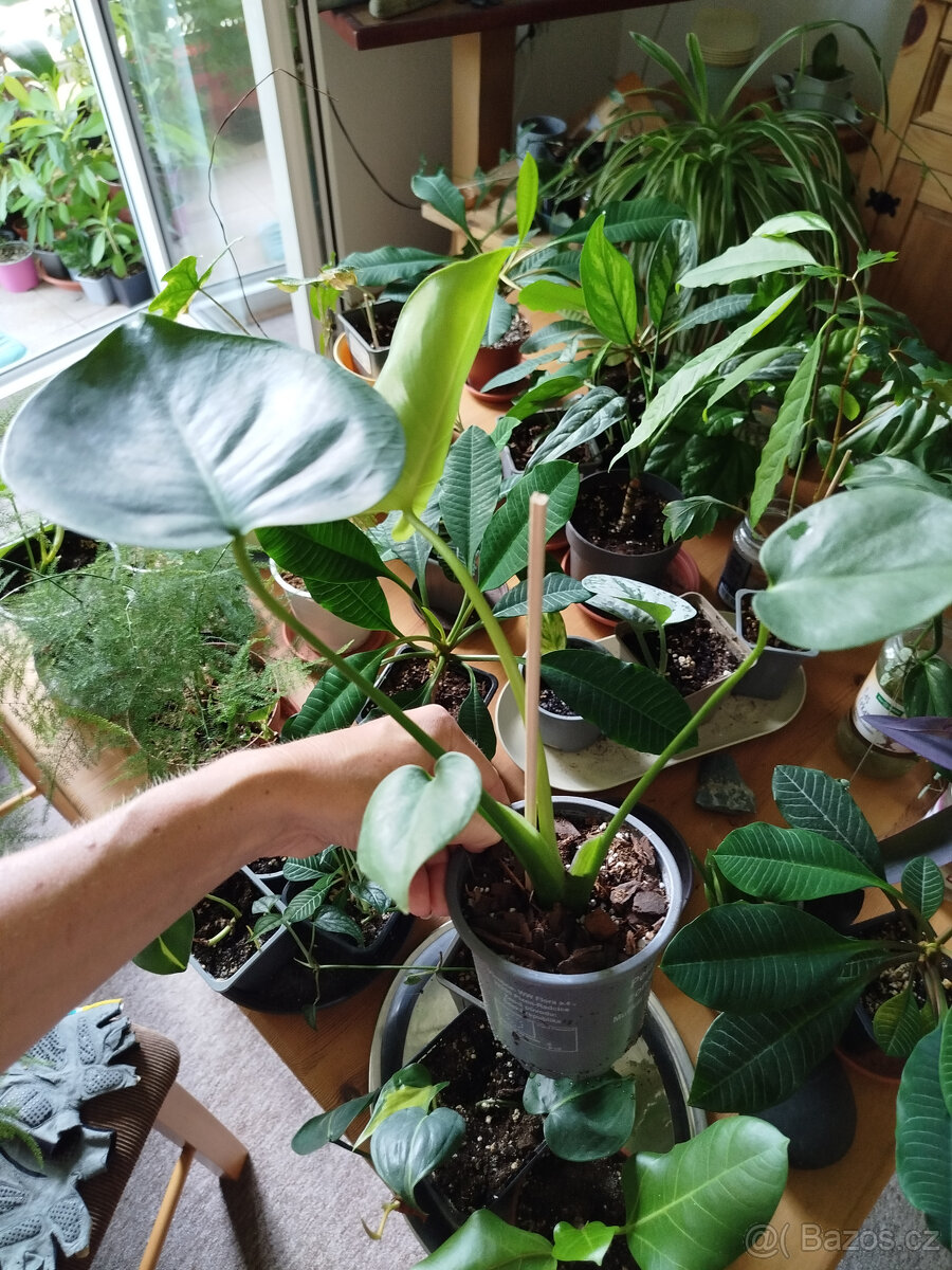 Monstera pokojová rostlina