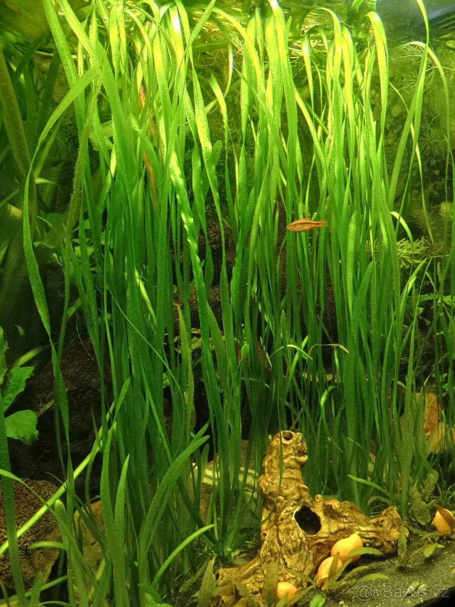 Vallisneria spiralis