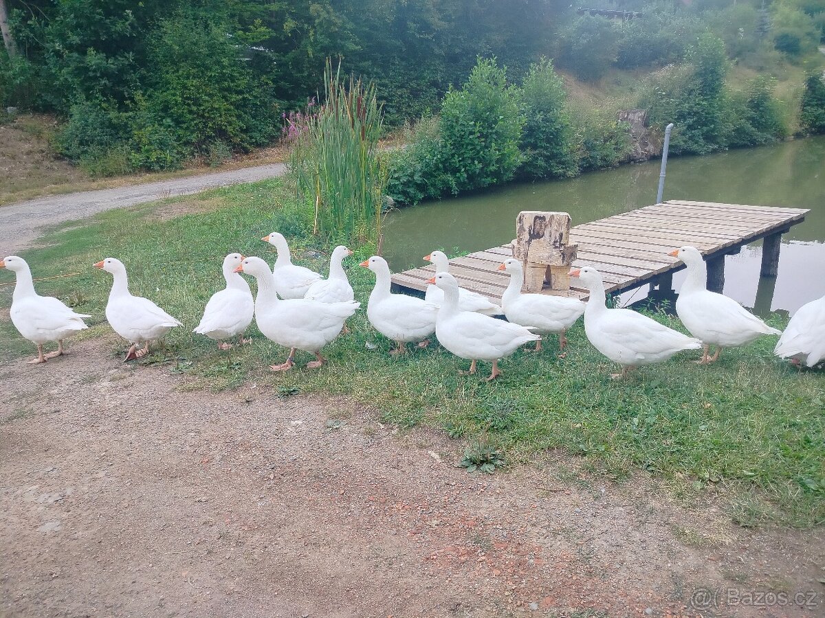 Husa Česká