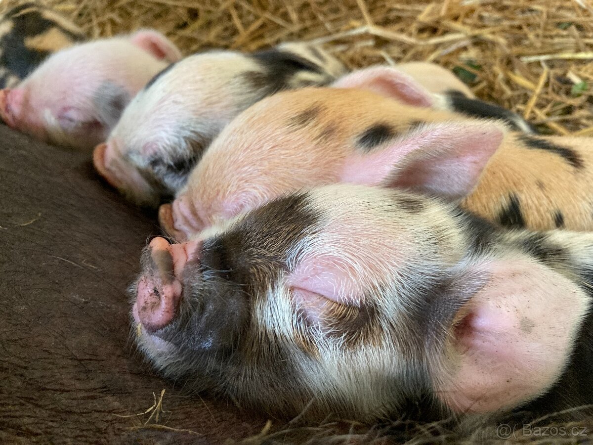 V REZERVACI_SELATA KUNE KUNE (SVIŇKY DO CHOVU ČI PRO RADOST)