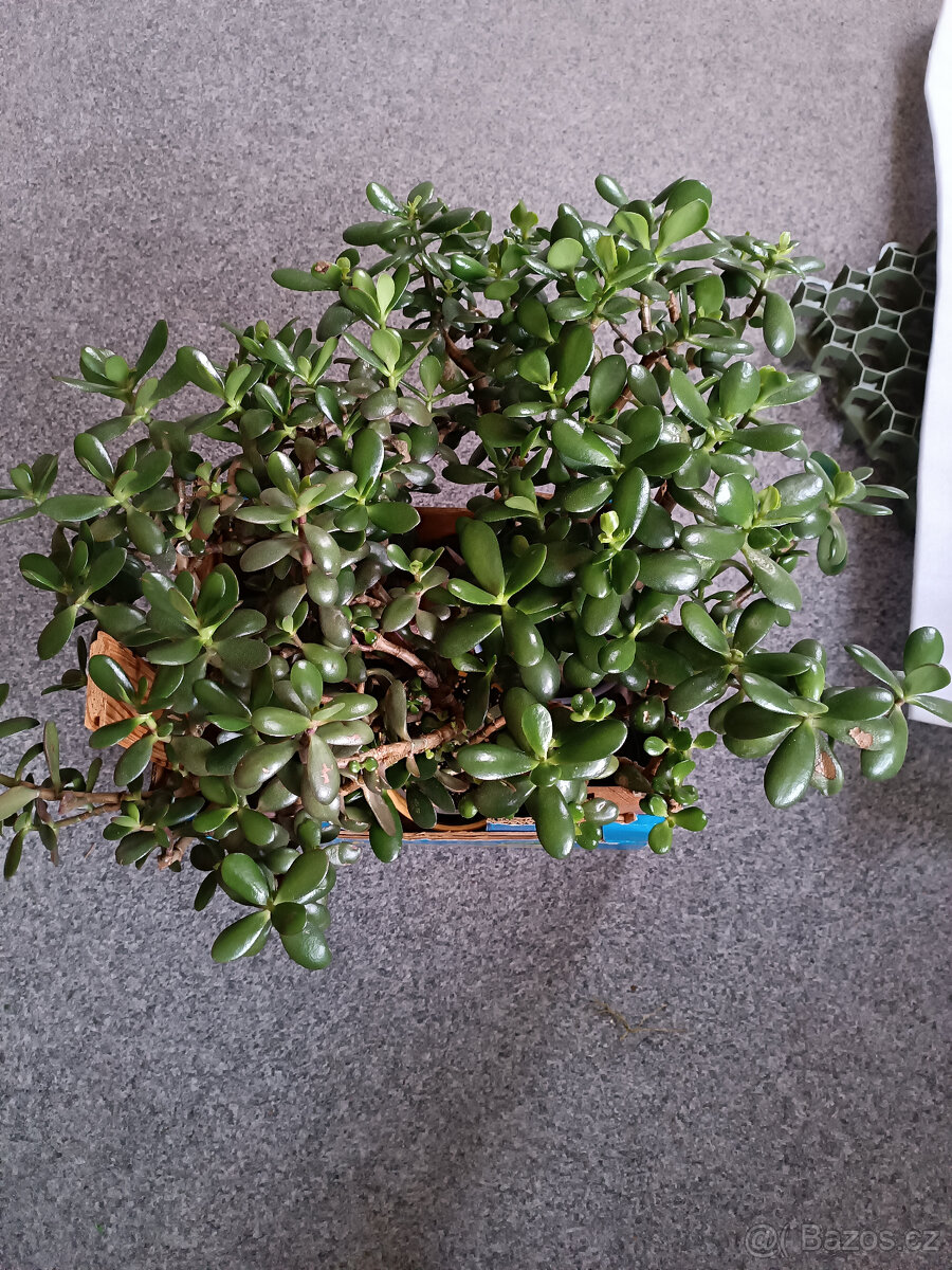 tlustice crasula