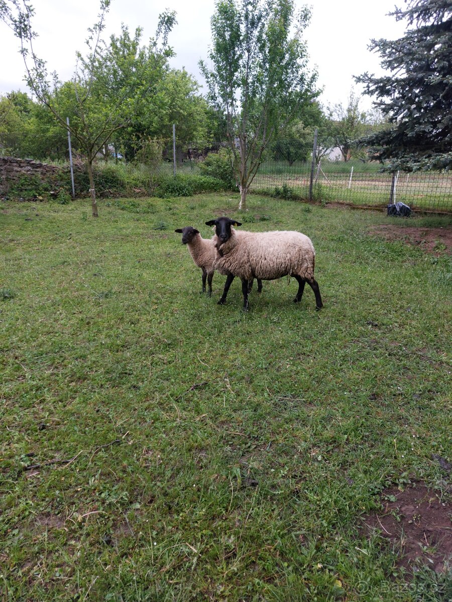 Bahnice suffolk